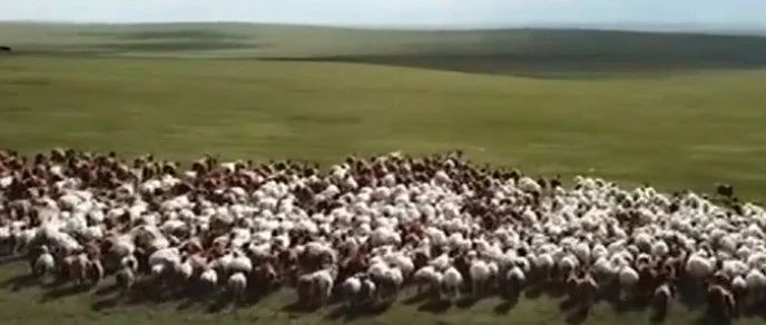 3万只羊真的要来了！蒙古国人为什么要捐羊？