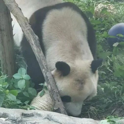 北京动物园一熊猫“秃头”，原因找到了