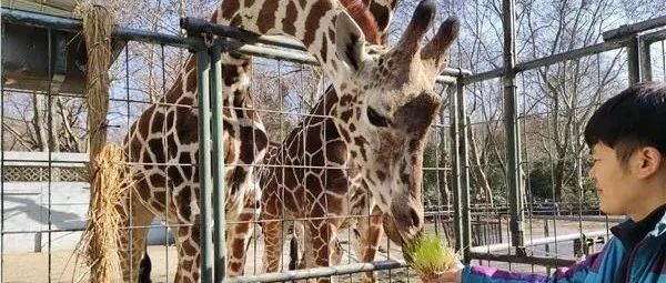 【探索】冬令进补，上海动物园的长颈鹿们开吃麦芽！