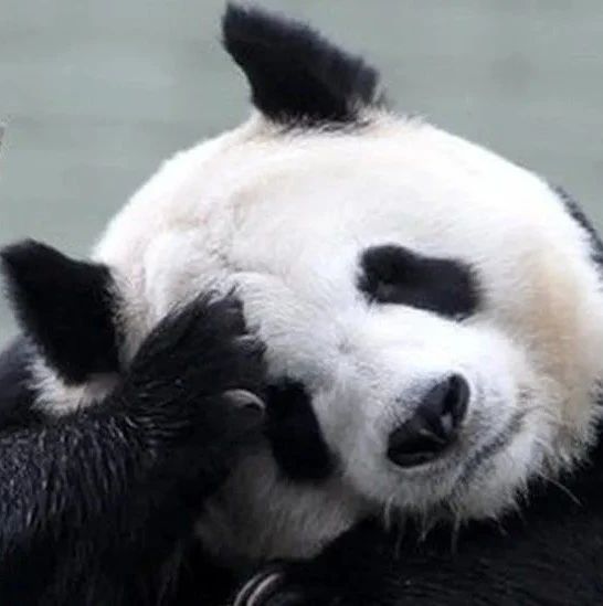 养不起了……疫情期间缺钱，英国考虑将大熊猫送回中国