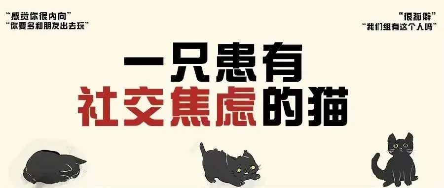 一只患有社交焦虑的猫…