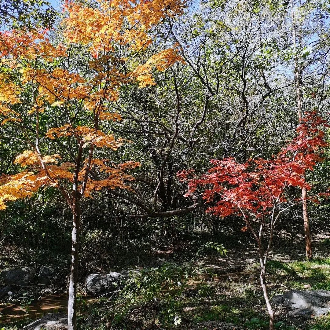 赏秋去哪儿？北京这个公园景色好！门票还便宜！红叶、银杏都有！