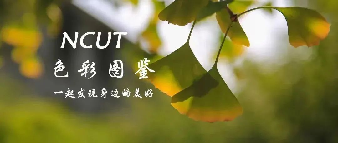 NCUT色彩图鉴 | 一起发现身边的美好