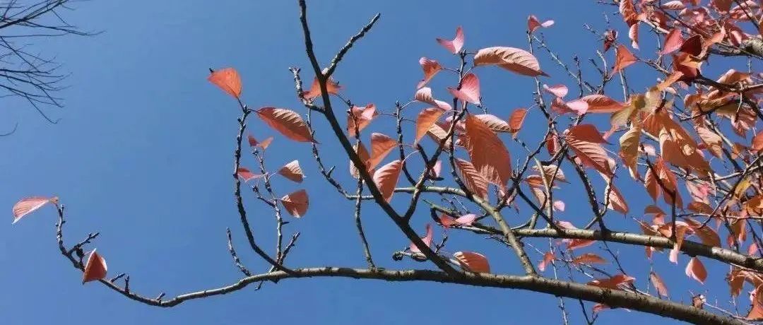 今朝恰好霜降， 远处又传来祝章