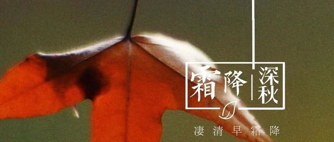 霜降 | 又是一年霜降时