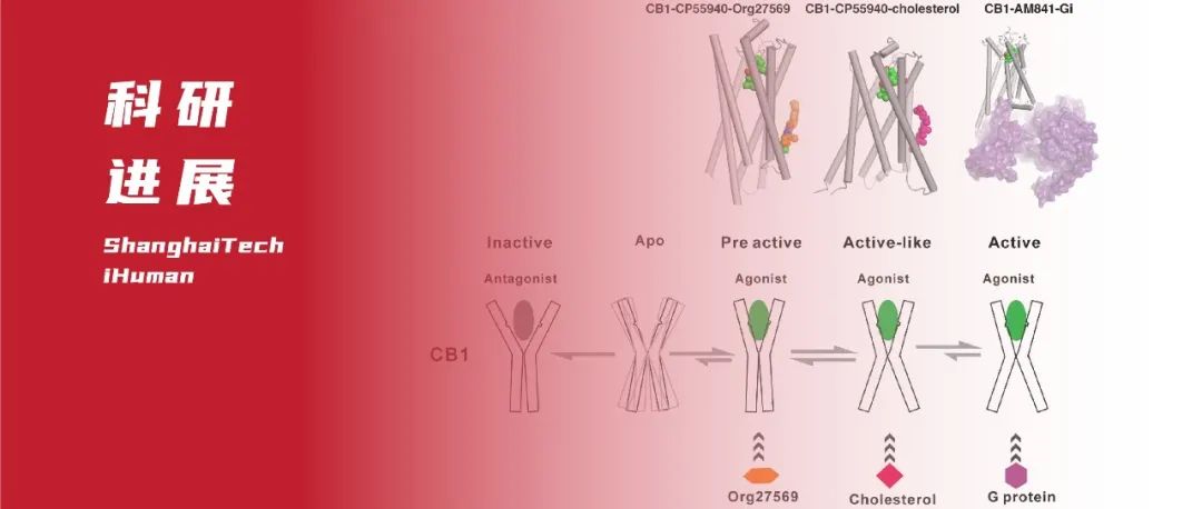 上科大iHuman研究所王江云/刘志杰/华甜课题组在GPCR别构调节机制的研究方面获得重要进展