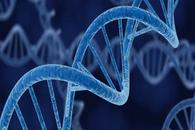 Transformer新玩法登Nature子刊：DeepMind用新变体读取DNA长序列，瞄准遗传病高发区域