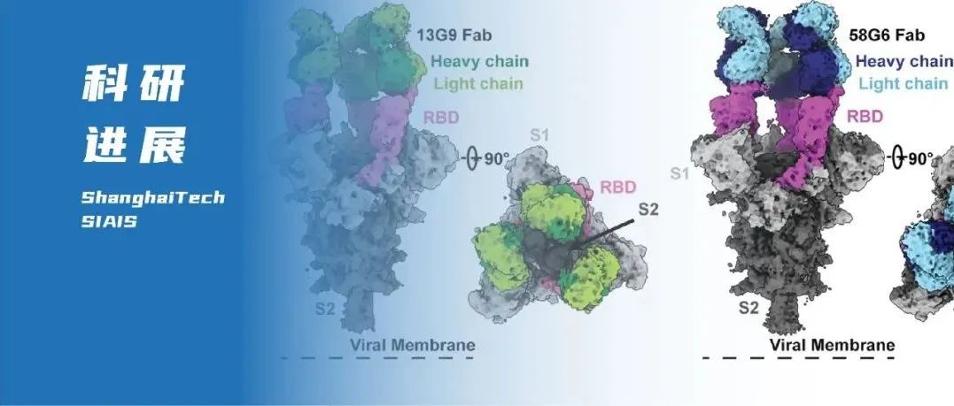 上科大杨海涛团队与合作者发现抵抗多种新冠病毒突变株的超强中和抗体