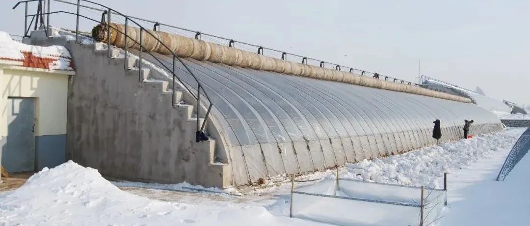 应对极端天气，沈阳农大提出《阴雪天气日光温室蔬菜生产技术指导意见》请转扩！