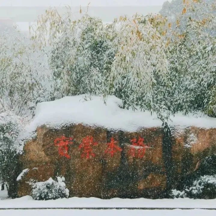 生机微节气 | 小雪时节，生机盎然