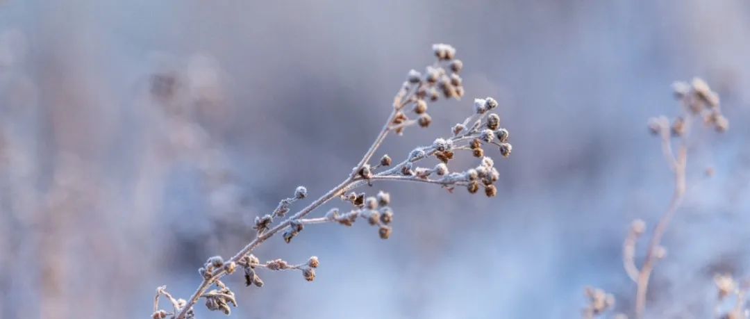 小雪 | 看初雪，走进寒冬