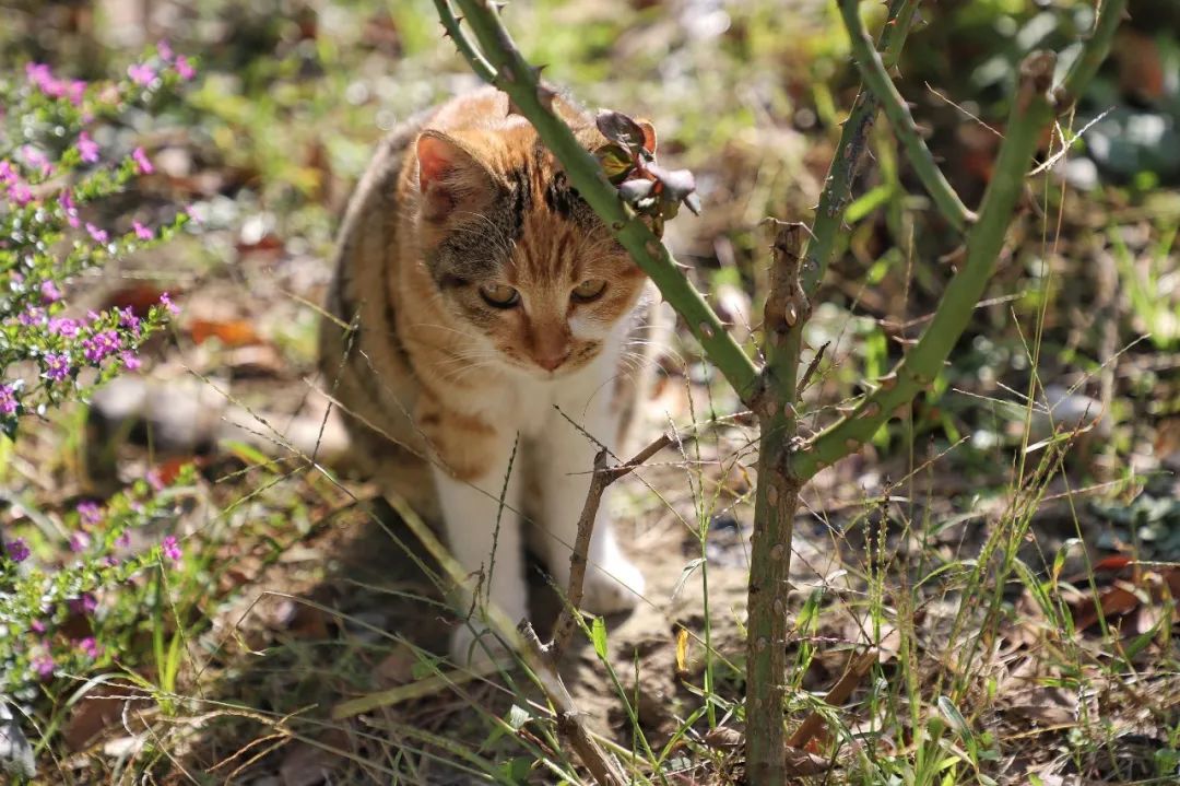 天华猫猫图鉴①｜带你了解天华的喵星世界