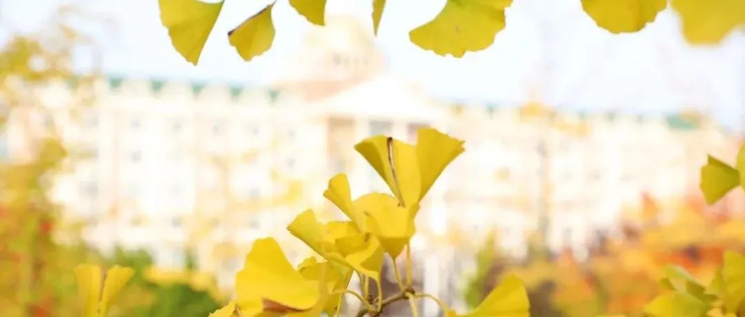 秋日外贸——一树灿烂 满园金黄