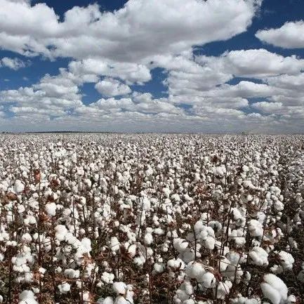 数字棉花产业科技平台上线 每亩棉花可增产10%—20%