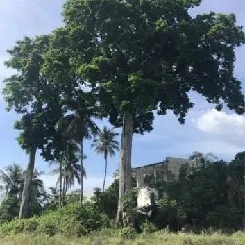 海南红色地图丨三亚市：藤桥武装起义遗址