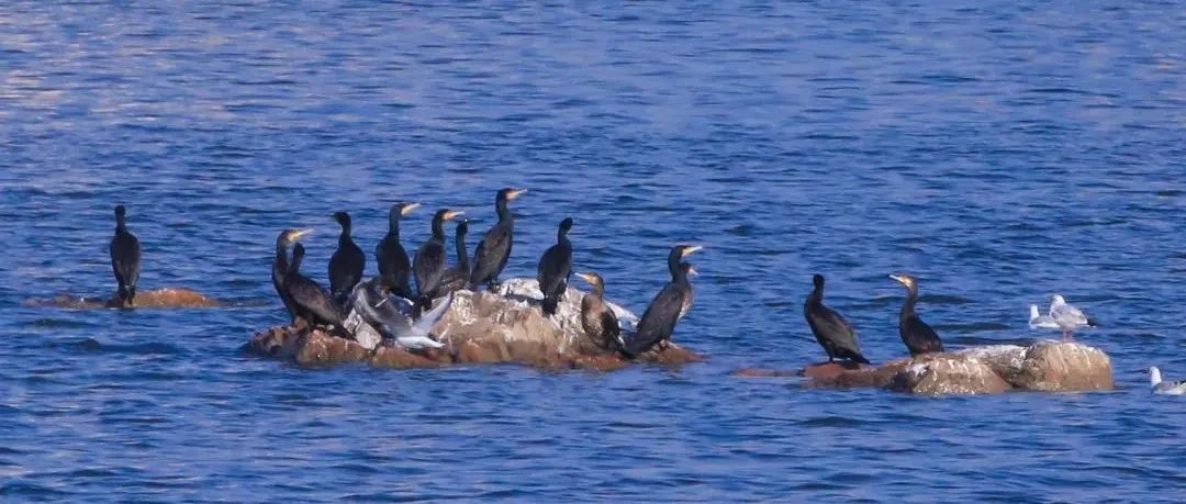 你知道狮山湖畔藏着多少种鸟类吗?