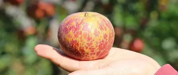 四川高原上的苹果，越丑越甜！