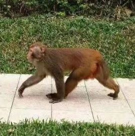 稀奇！深圳居民区现一猴子，淡定散步不怕人