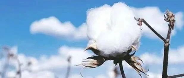 新疆棉花，中国自己还不够用