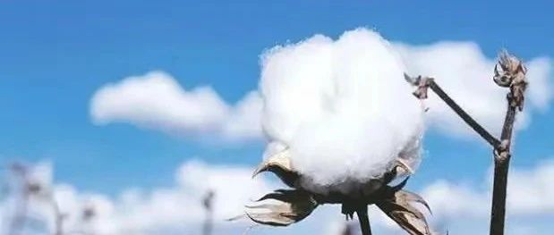 【解局】“抵制新疆棉花”，一场设计了一年多的阴谋