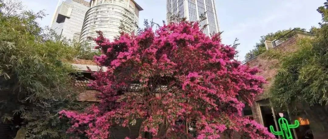 【探索】春日的申城街头，红花檵木展现最美的身姿！