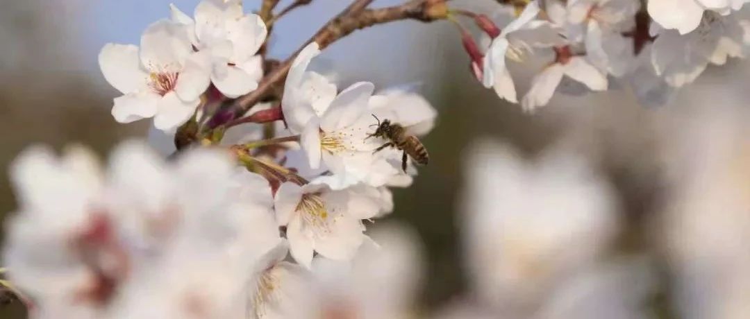 “我们”开花啦！