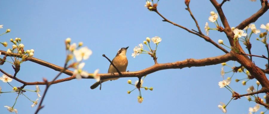 听，这是南师院的声音