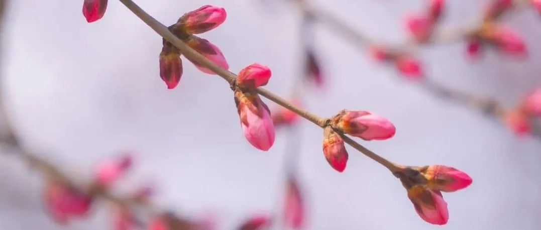 入春失败？不，哈工程白雪红杏分外娇