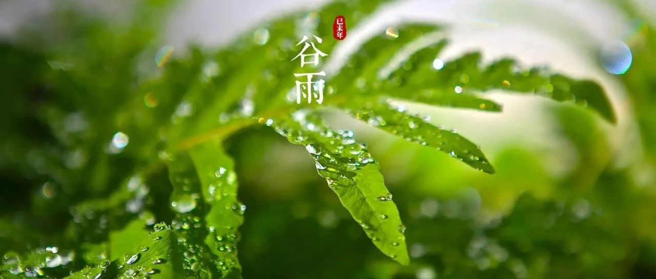 海院二十四节气 | 谷雨