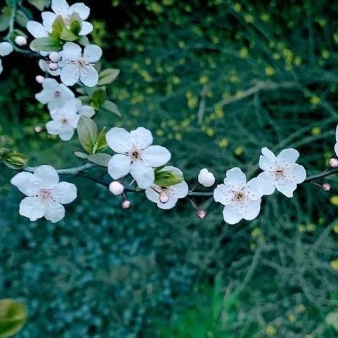 杏花微雨时 春意正阑珊