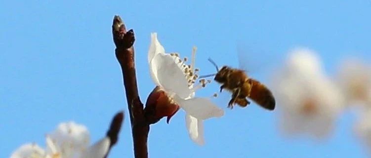 谷雨过后再无寒，人间芳菲已向暖|牡医校园花香缕缕，让我们一起感受春日校园