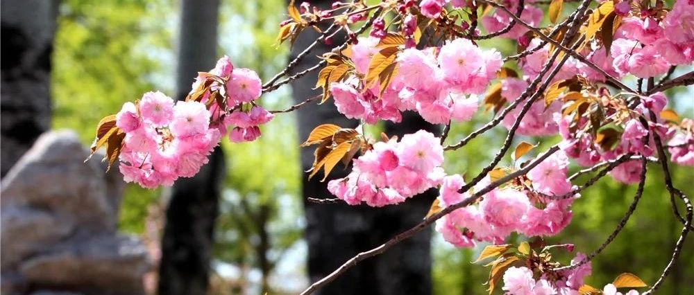 北京工业大学耿丹学院第十六届樱花节暨校园开放日活动安排
