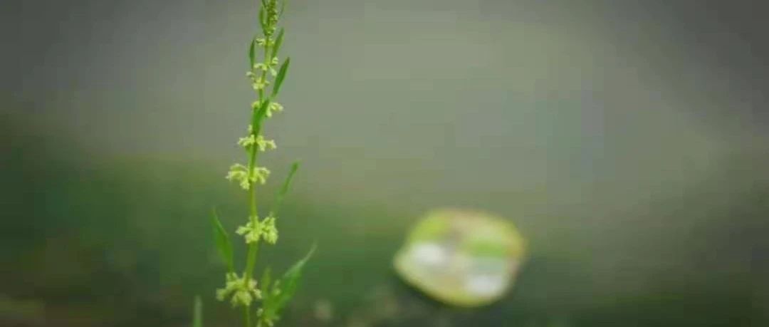 在春暖花开的日子里，你是否也有一个这样的大学“梦”