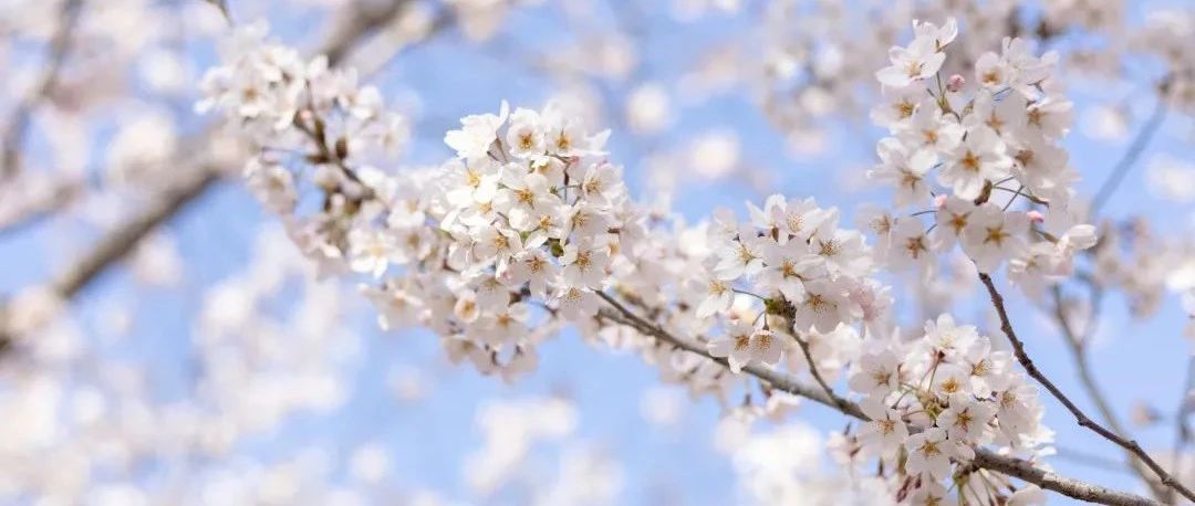 五月樱花季｜浪漫樱花飞扬 青春风貌激昂