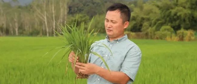 农大•人物 | 吴建国：为水稻抗病毒育种的植物医生