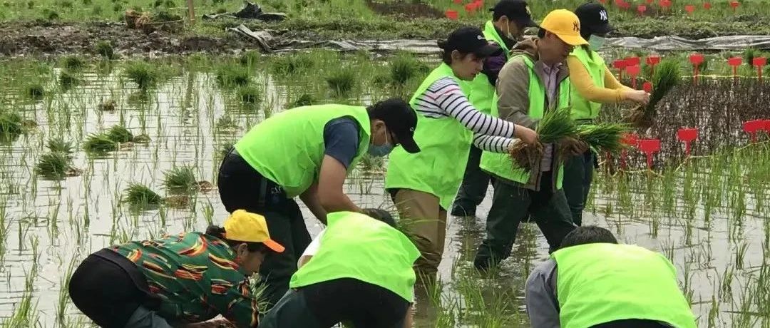 师生种五彩水稻绘出献礼图案，江汉大学把党史学习大讲堂开到田间地头