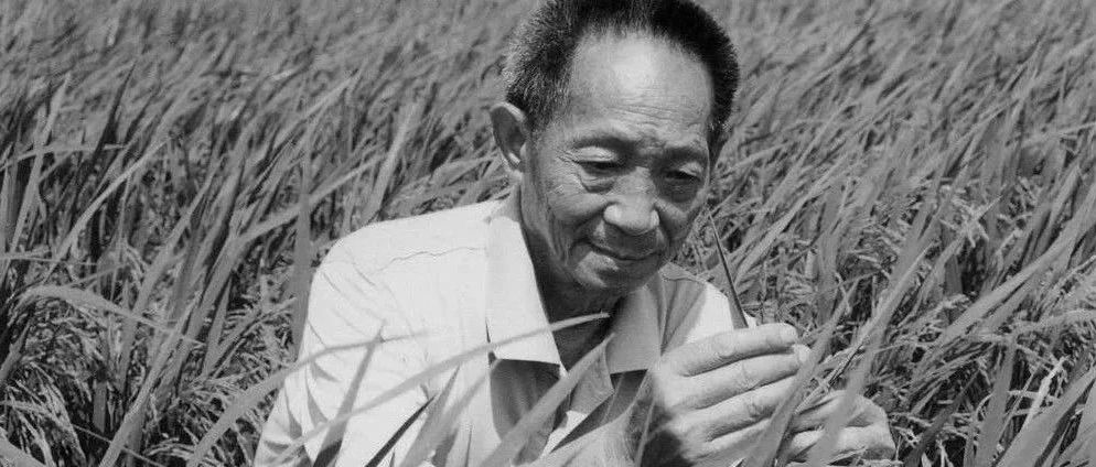 今天，请告诉孩子，袁隆平的杂交水稻有多厉害！