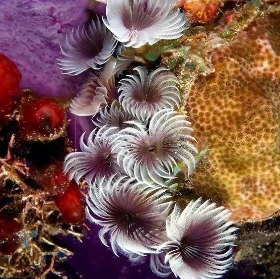 惊艳的“海底花”，没几个人见过！