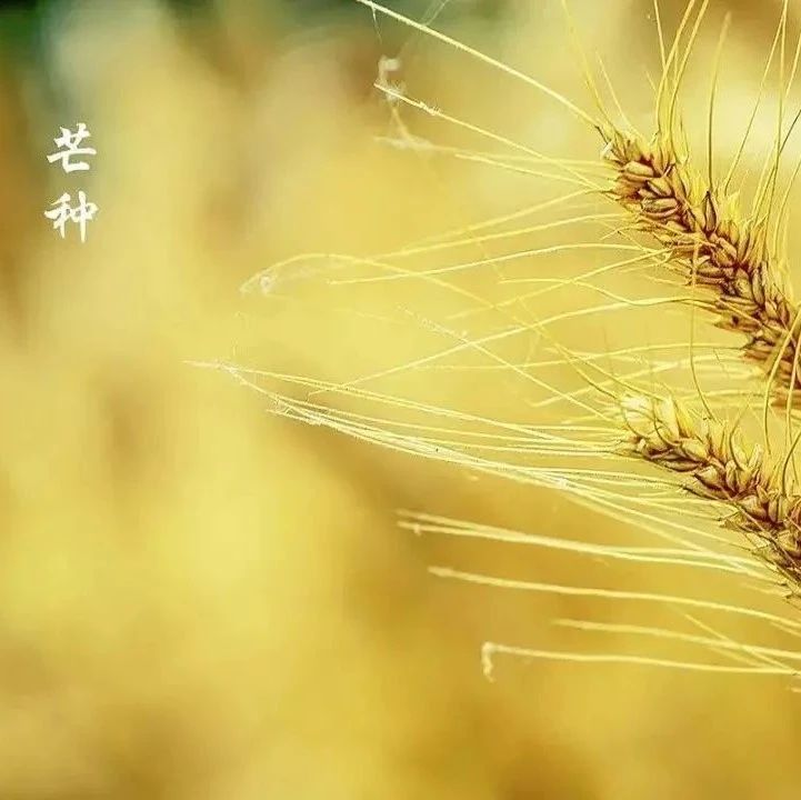 今日芒种 | 家家麦饭美，处处菱歌长