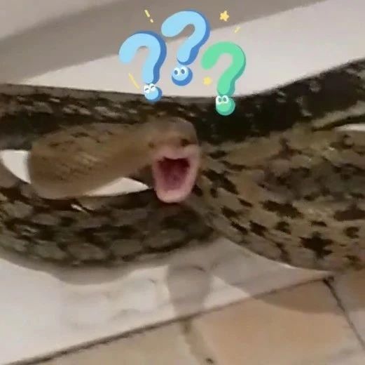 女子厕所遇大蛇狂飙方言，网友：蛇都被逼出了表情包