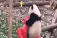 大熊猫：我被迫降级了，你们还爱我吗？