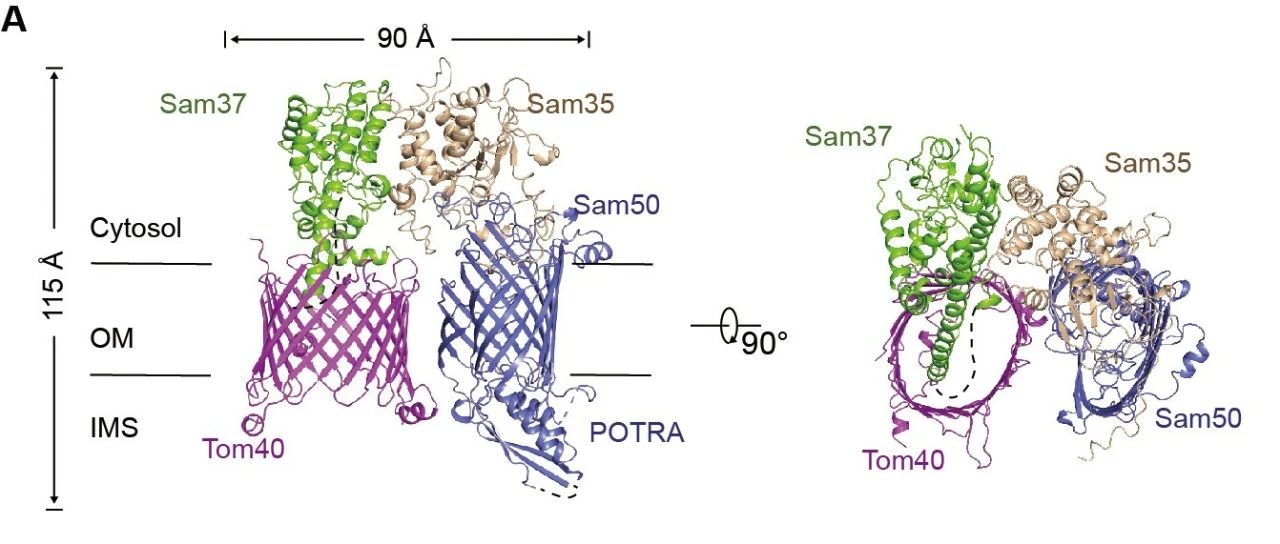 美国《科学》杂志在线发表华中农业大学蛋白质科学研究团队研究成果