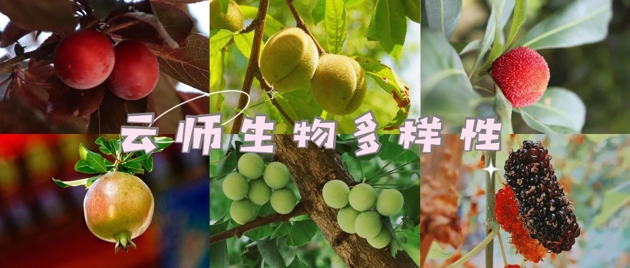 云师生物多样性 | 快来云师体验各“果”风情吧~