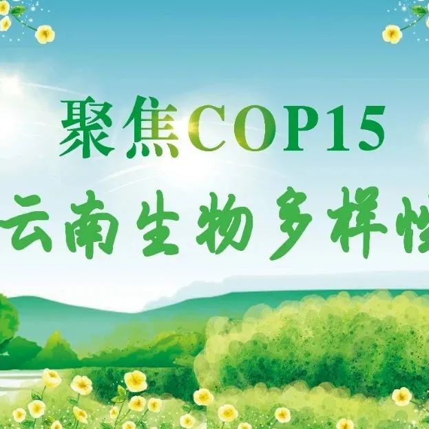 【聚焦COP15】“象”往春城，云南生物多样性很丰富吗？超乎你想象