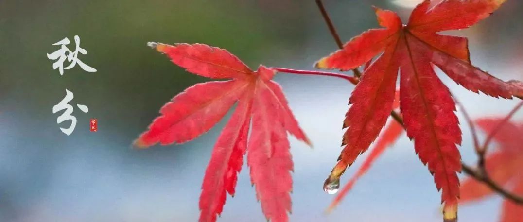 工院节气：桂蕊伴秋色 寒暑喜均平