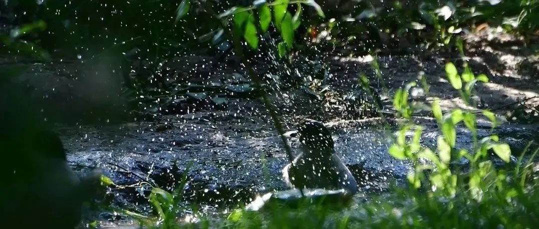 百岁校园值秋雨 朱颜明镜淡梳妆