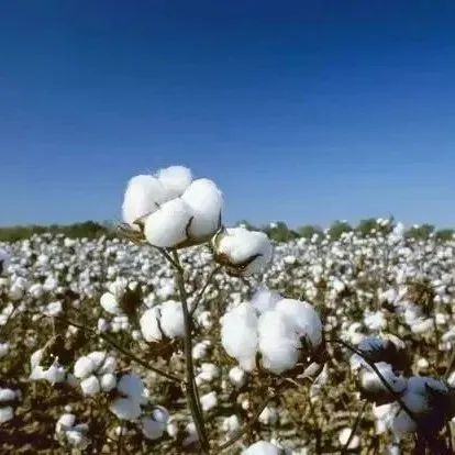 农发行新疆分行备足500亿元信贷资金\n全力保障棉花收购工作