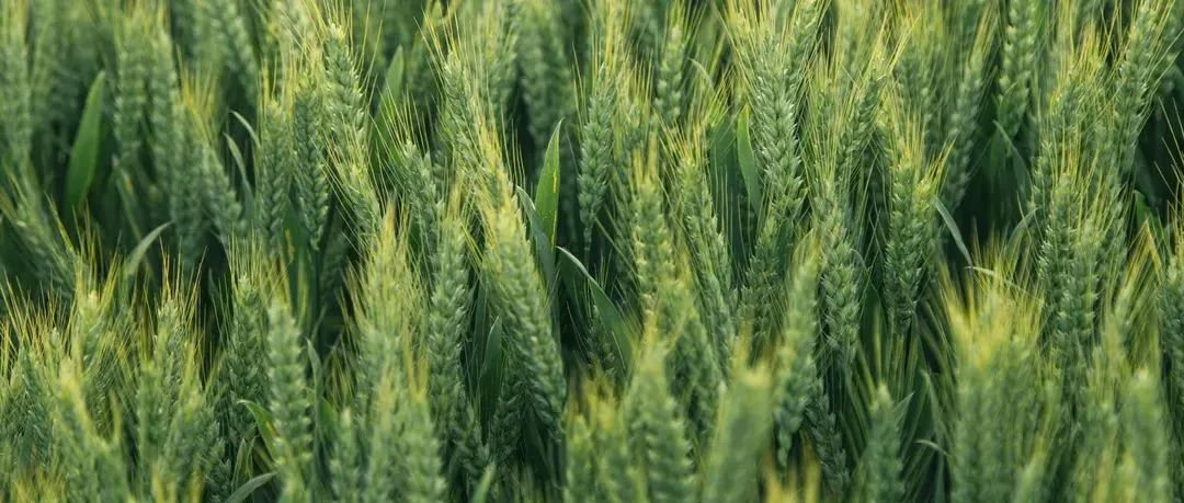 中国碗装中国粮！西农又有3个小麦新品种通过国审！