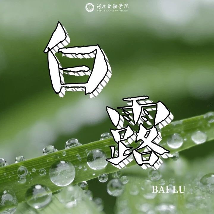 今日白露｜蒹葭苍苍 白露为霜