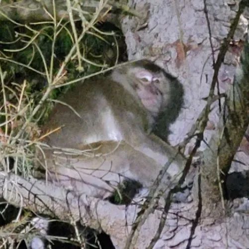 美国实验用猴逃跑，有人接触后出现类似新冠的症状
